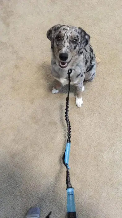 Handfrjáls Taumur - Snjall Tæki