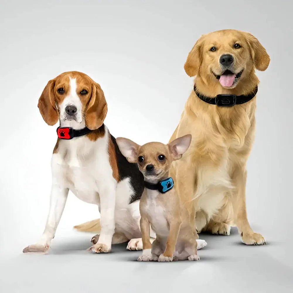 Titrandi Hundakragi - Snjall Tæki